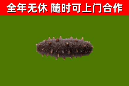巢湖回收海参干